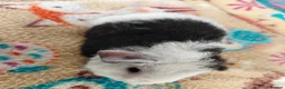 Guinea Pig rodents for sale: Baby Boars In Different Breeds  - Advert 19