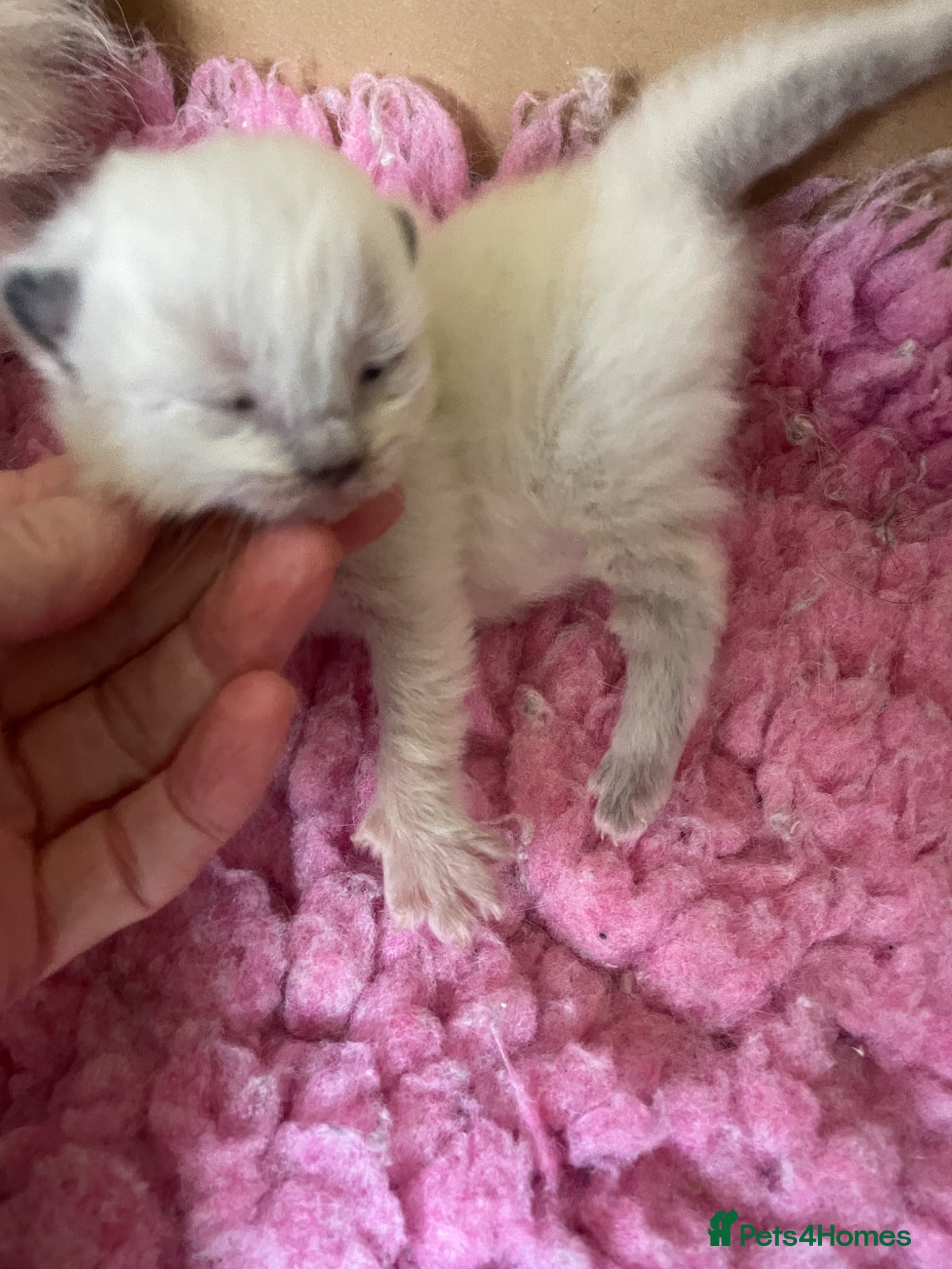 Ragdoll cats Purebred RAGDOLL **GIRL **kitten  - Advert 12