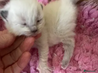 Ragdoll cats Purebred RAGDOLL **GIRL **kitten - Advert 12