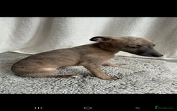 Whippet dogs for sale: Full kc registered whippets  - Image 5