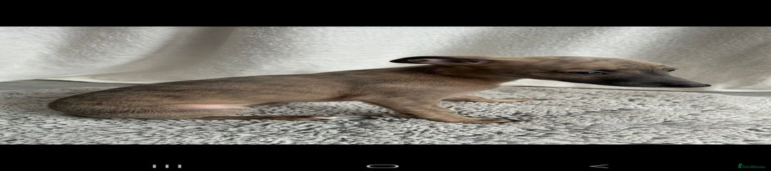 Whippet Puppy 3