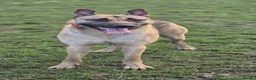 Mixed Breed dogs for sale: Mali cross shepard  - Advert 6