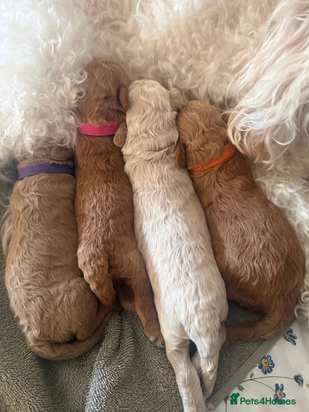 Cavapoo dogs for sale: 4 Beautiful f1b Cavapoo Puppies  - Advert 3