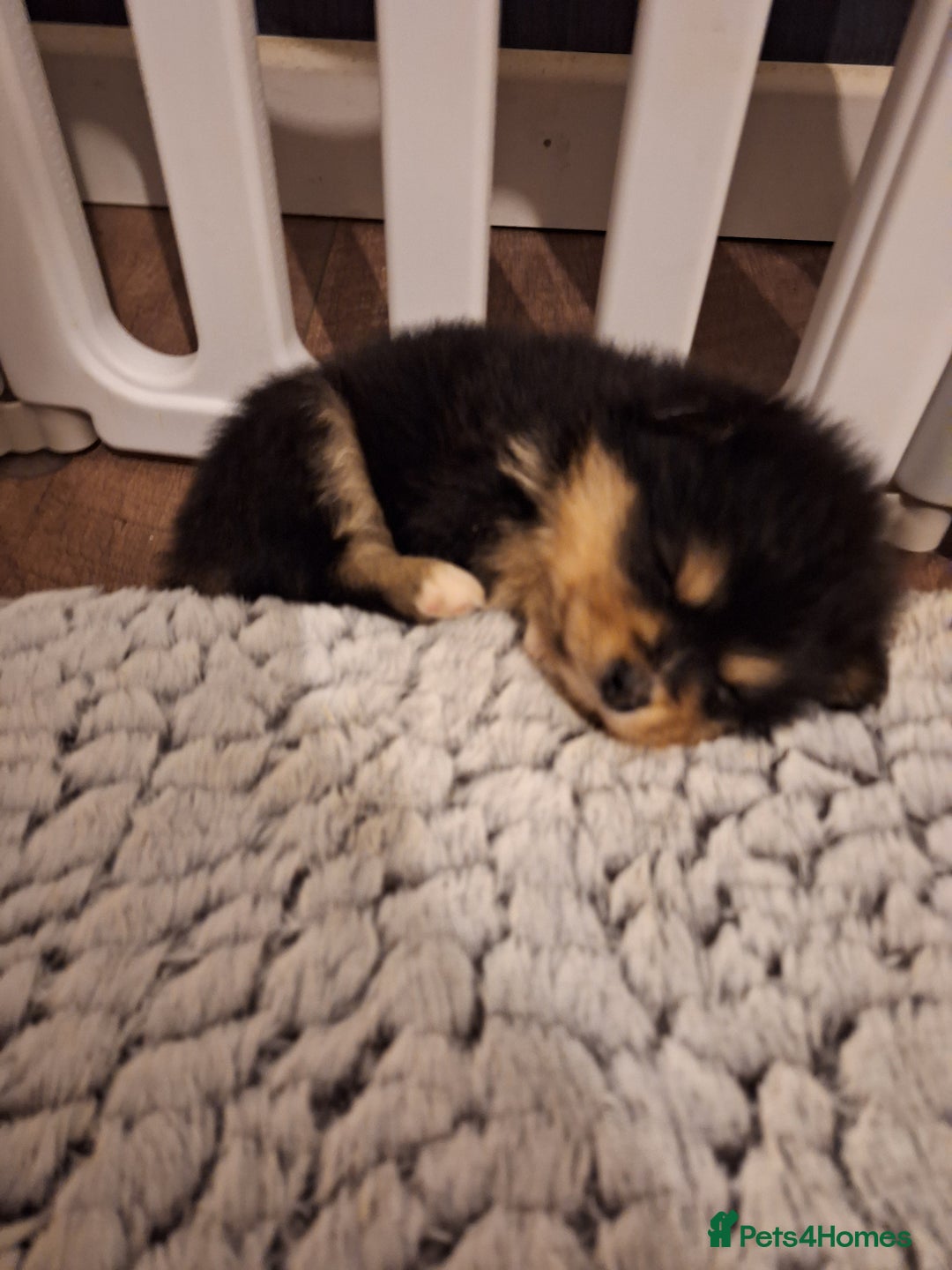 Pomeranian dogs for sale: Little cuties - Advert 11