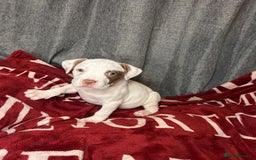 American Bulldog dogs for sale: American Bulldog - Image 15