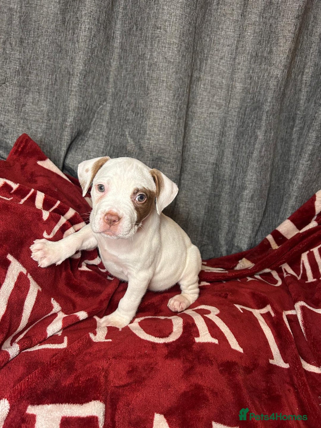 American Bulldog dogs for sale: American Bulldog - Image 15