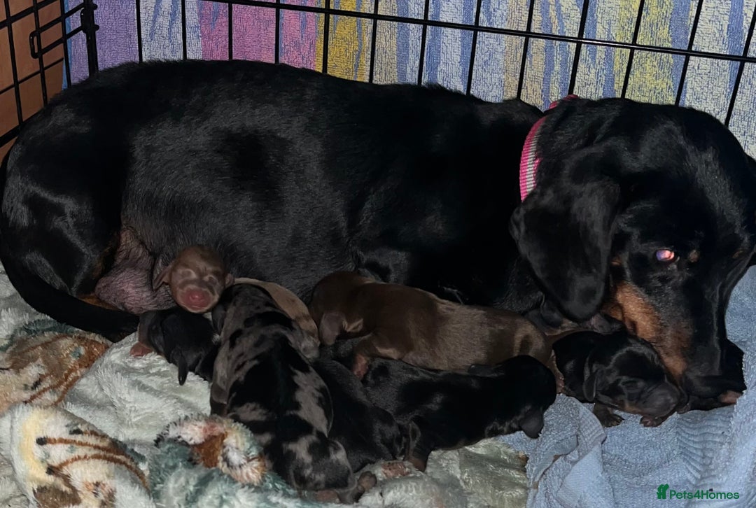 Miniature Dachshund dogs for sale: Miniature Dachshund Puppies  - Image 3