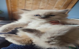 Ragdoll cats for sale: Beautiful Ragdoll kittens - Image 15