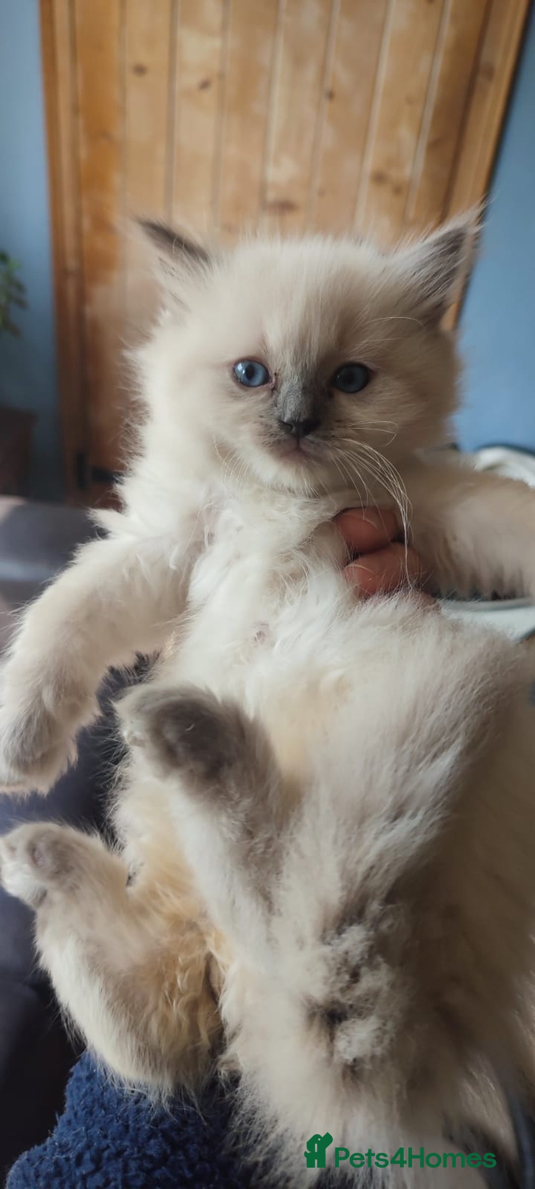 Ragdoll cats for sale: Beautiful Ragdoll kittens - Image 15