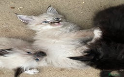 Mixed Breed cats for sale: Ragdoll x maincoon kittens available now - Image 7