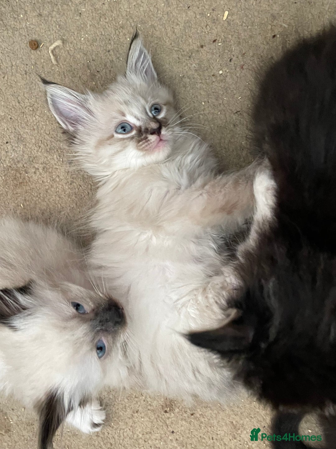 Mixed Breed cats for sale: Ragdoll x maincoon kittens available now - Image 7