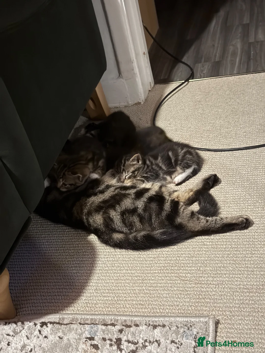 Mixed Breed cats for sale: Kitten’s ready now  in Sale - Advert 11
