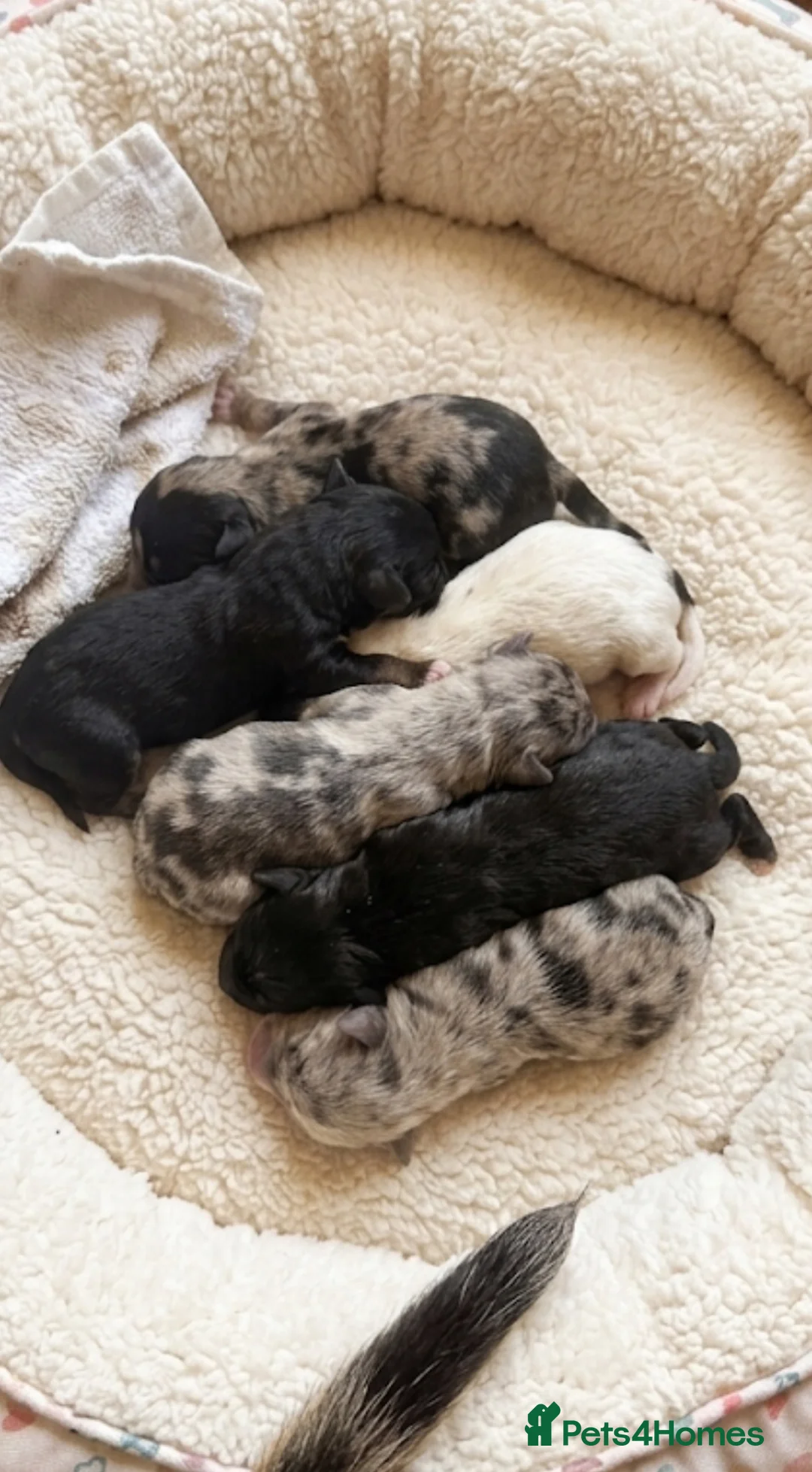 Dachshund dogs for sale: Dachshund puppies looking for a place to call home - Advert 2