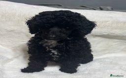 Toy Poodle dogs for sale: Beautiful litter Toy poodles  - Image 7