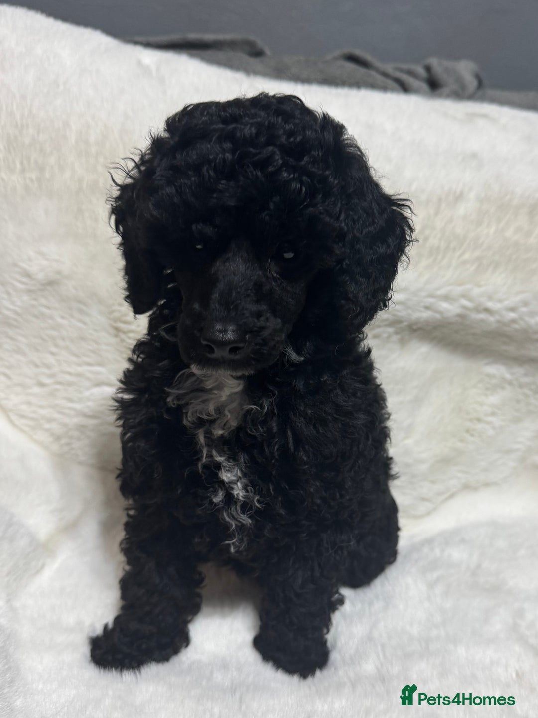 Toy Poodle dogs for sale: Beautiful litter Toy poodles  - Image 7