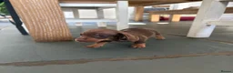 Miniature Dachshund dogs for sale: Smooth-haired miniature dachshund (last one!) - Advert 16