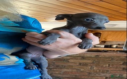 Italian Greyhound dogs for sale: ITALIAN GREYHOUND PUPPIES  - Image 32