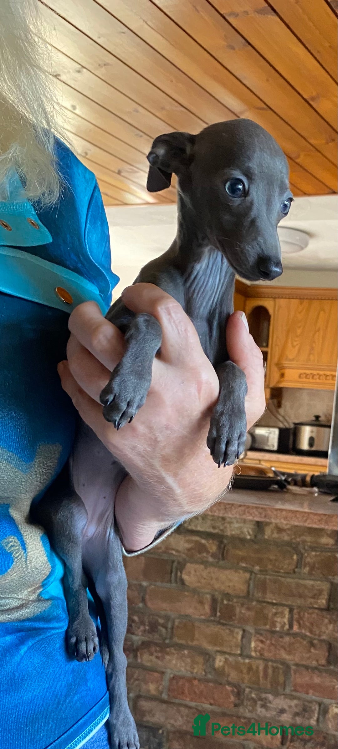 Italian Greyhound dogs for sale: ITALIAN GREYHOUND PUPPIES  - Image 32