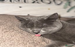 British Shorthair cats for sale: 14-Month-Old British Shorthair - Image 3