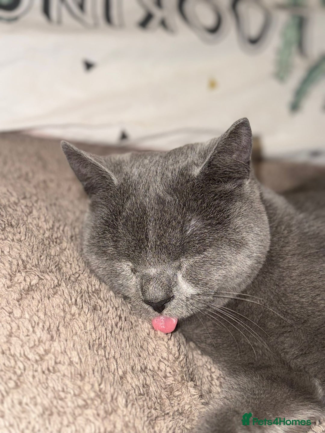 British Shorthair cats for sale: 14-Month-Old British Shorthair - Image 3