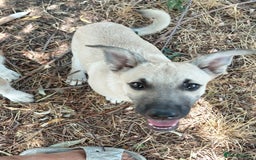 Mixed Breed dogs for adoption: OZZY, a Lovely Puppy Boy - for a Loving Home - Image 18
