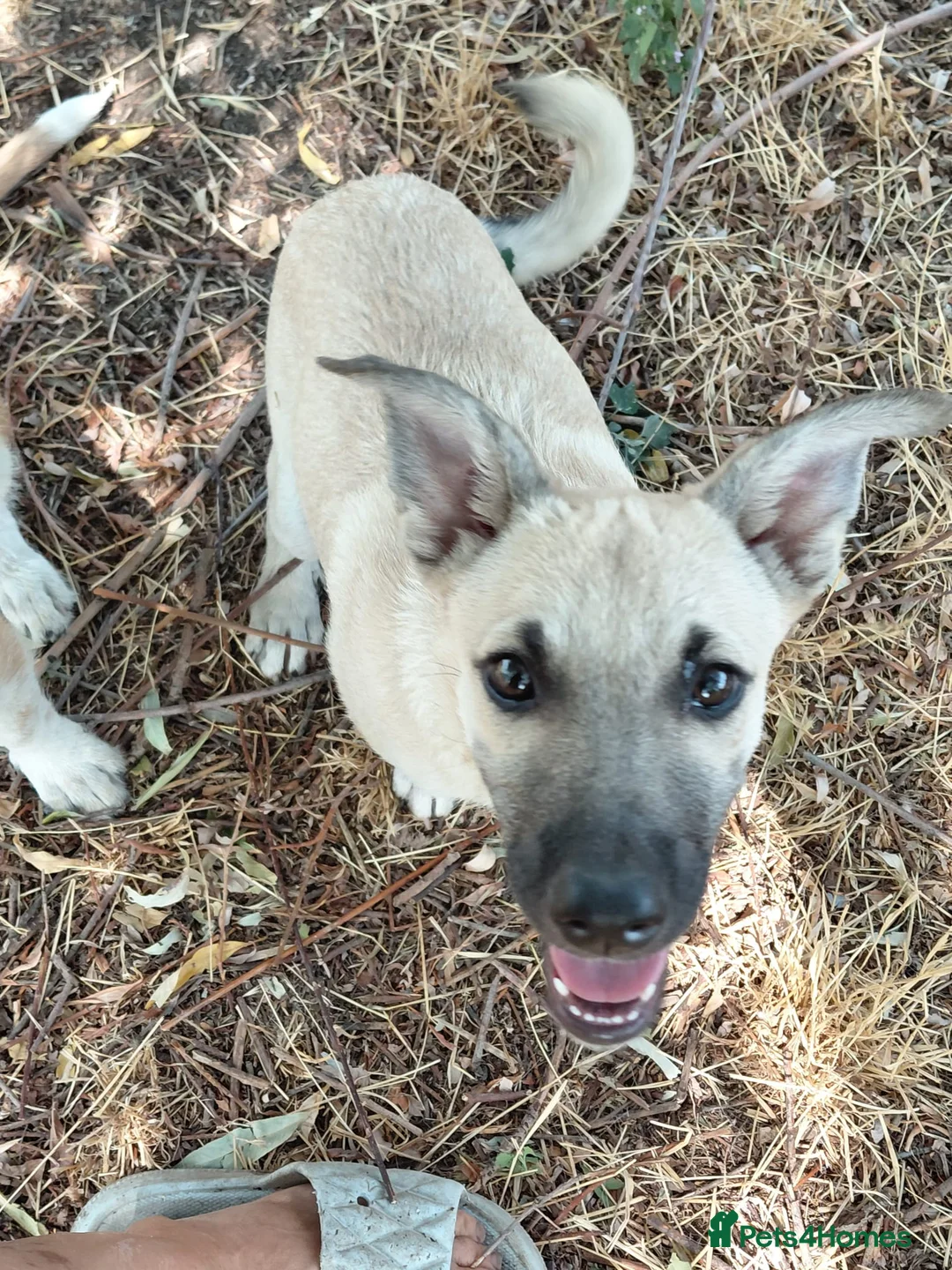 Mixed Breed dogs for adoption: OZZY, a Lovely Puppy Boy - for a Loving Home - Advert 18