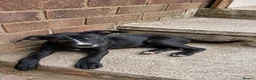 Mixed Breed dogs for sale: Loving Staffy x American Bulldog Pups - Ready Now  - Advert 2
