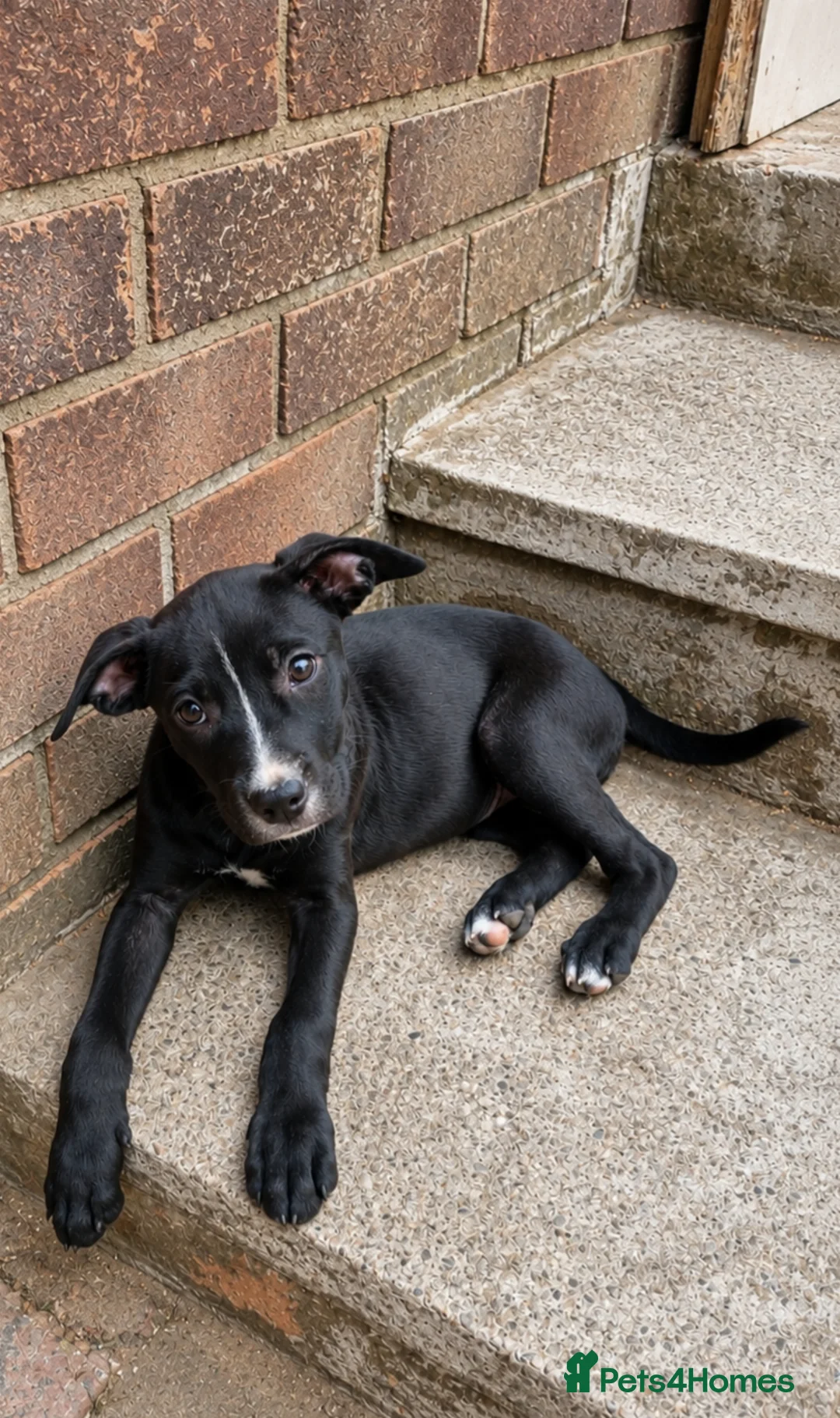 Mixed Breed dogs for sale: Loving Staffy x American Bulldog Pups - Ready Now  - Advert 2