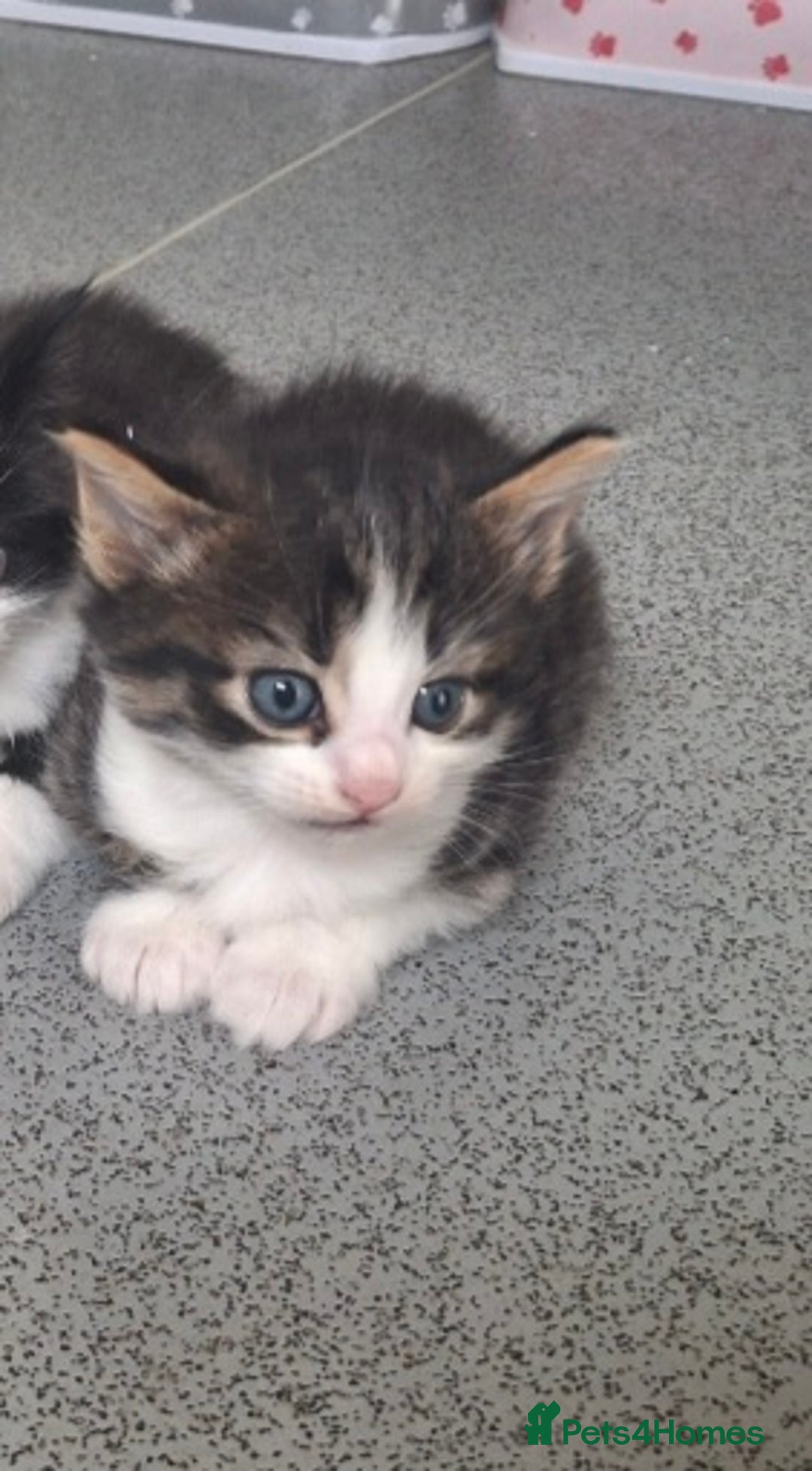 Domestic Shorthair cats for sale: Two beautiful looking male kittens  - Image 4