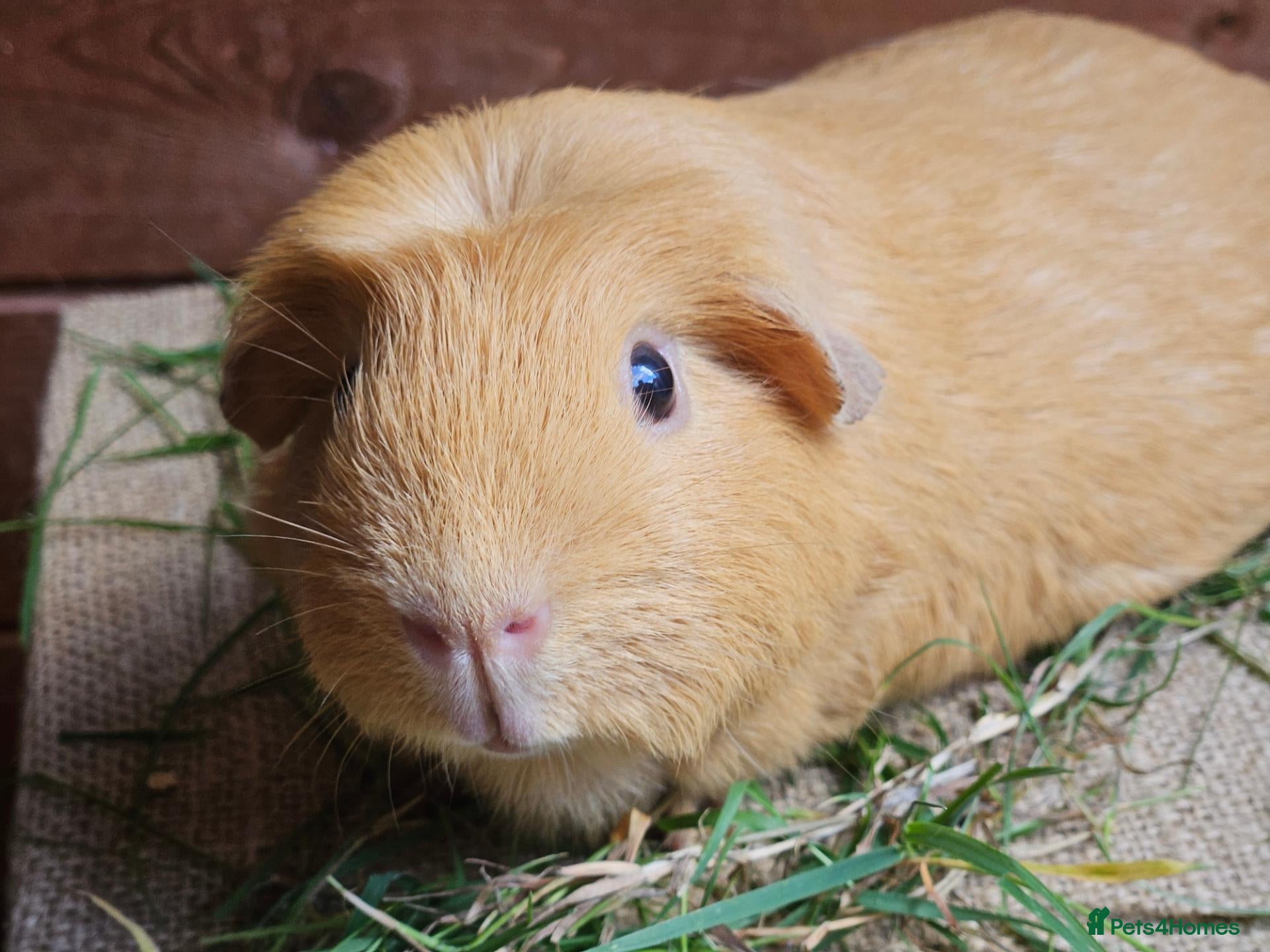 Guinea Pig rodents Various adult female guinea pig sows - Advert 11