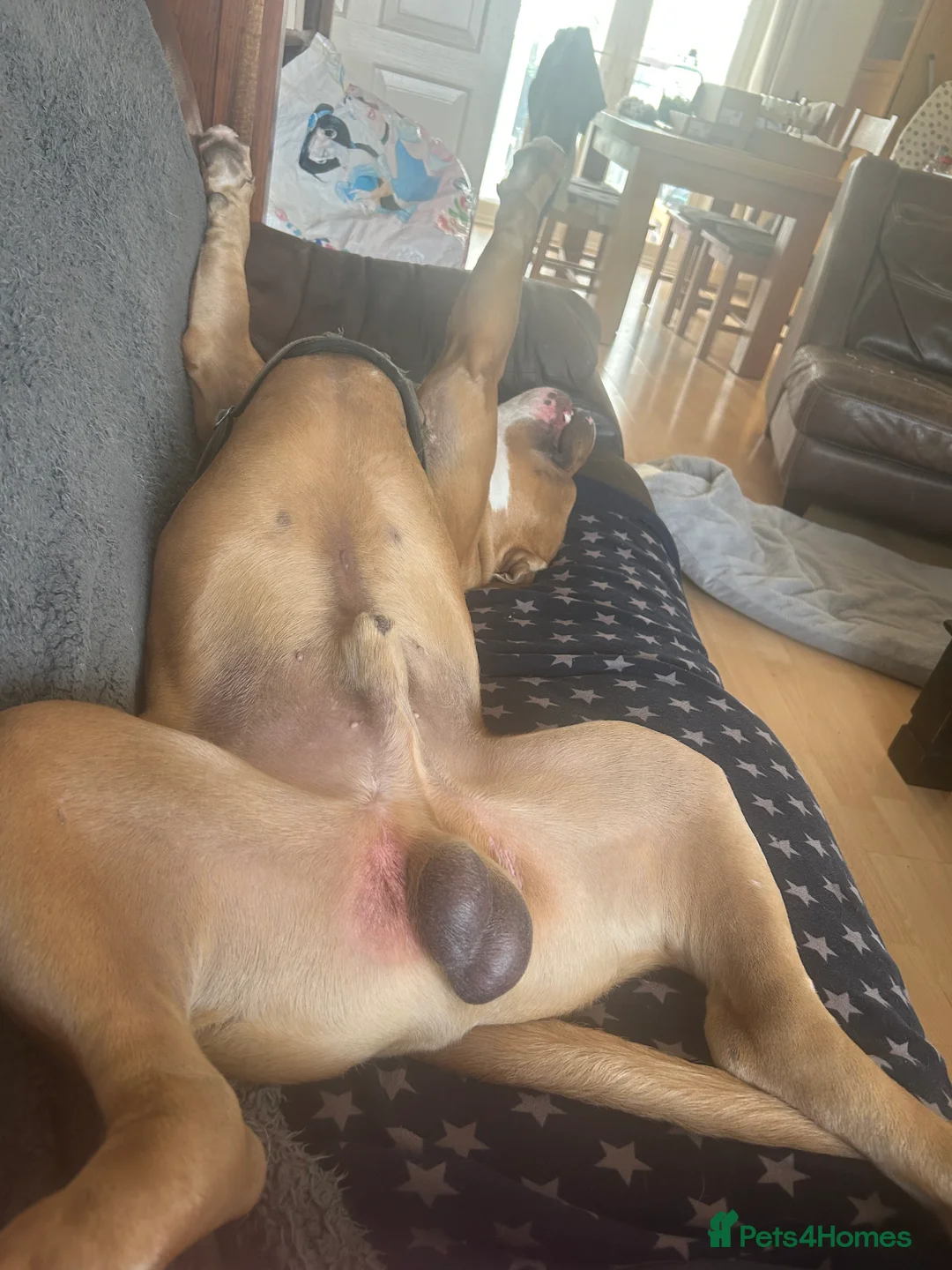Mixed Breed dogs for sale: American bulldog cross with Staffordshire  - Advert 1