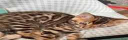 Bengal cats for sale: BEAUTIFUL BABY BENGALS FOR SALE  - Advert 13