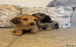Miniature Dachshund dogs for sale: 2 long haired mini dachshunds available. - Image 6