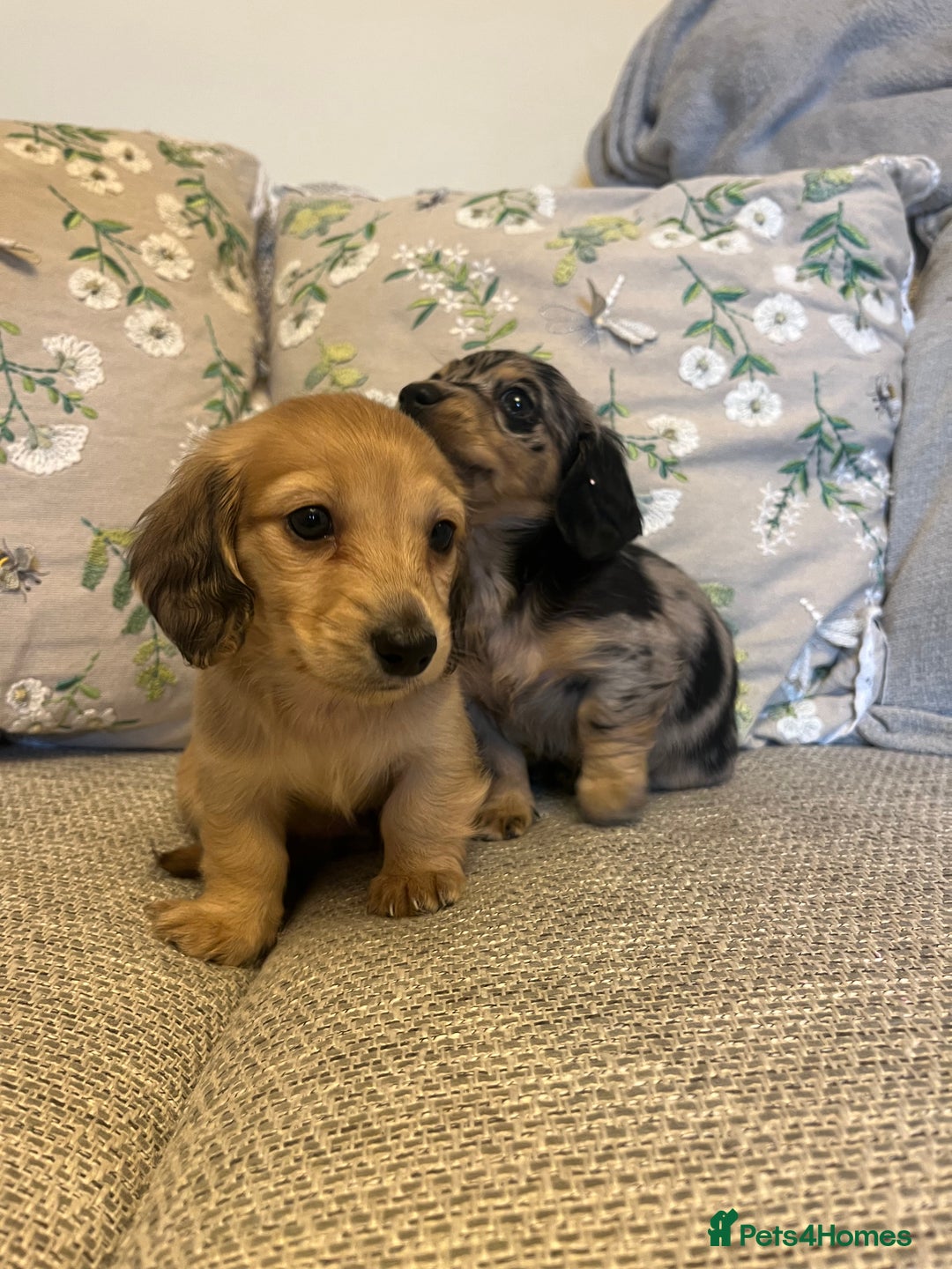 Miniature Dachshund dogs for sale: 2 long haired mini dachshunds available. - Image 6