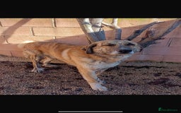 Mixed Breed dogs for adoption: 🚨 URGENT HOME NEEDED - Image 2