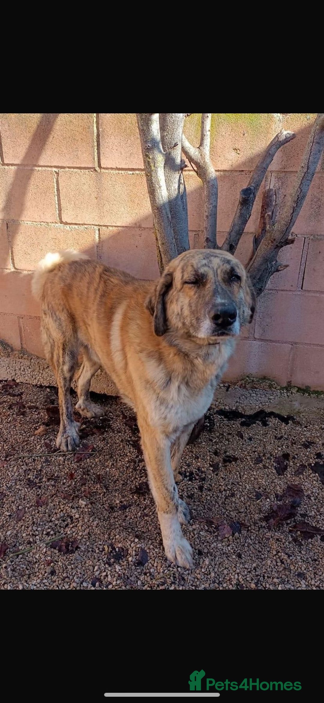 Mixed Breed dogs for adoption: 🚨 URGENT HOME NEEDED - Image 2