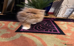 Persian cats for sale: Beautiful red/white pedigree Persian male kitten - Image 6