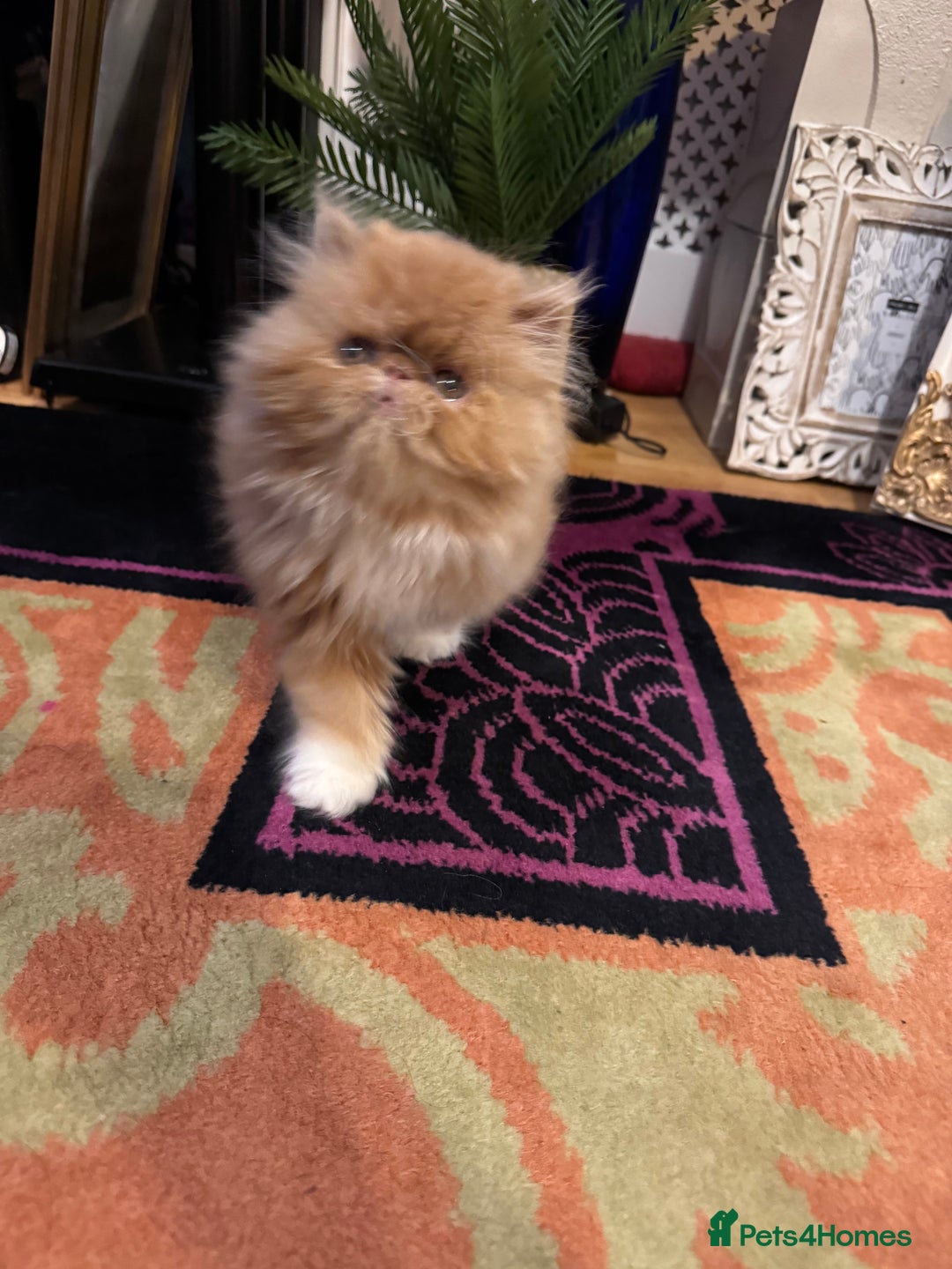 Persian cats for sale: Beautiful red/white pedigree Persian male kitten - Image 6