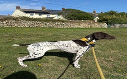 German Shorthaired Pointer dogs for sale: gsp for rehoms - Image 6