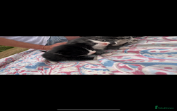 Mixed Breed cats for sale: 7 beautiful kittens looking for homes🏡  - Image 3