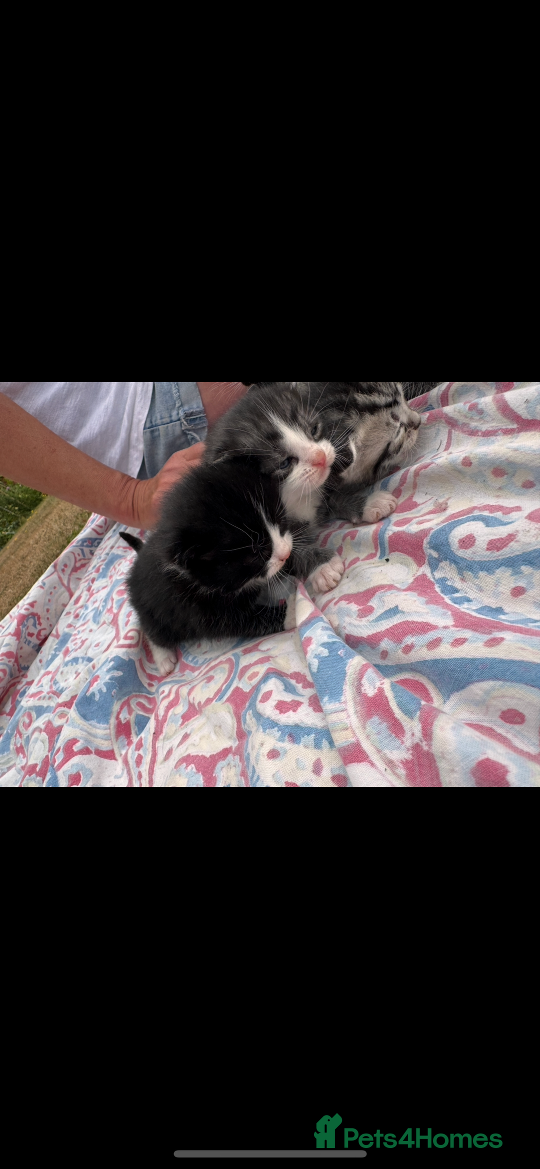 Mixed Breed cats for sale: 7 beautiful kittens looking for homes🏡  - Image 3