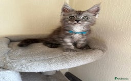 Maine Coon cats for sale: Pedigree GCCF Russian Import line Maine Coons - Image 5
