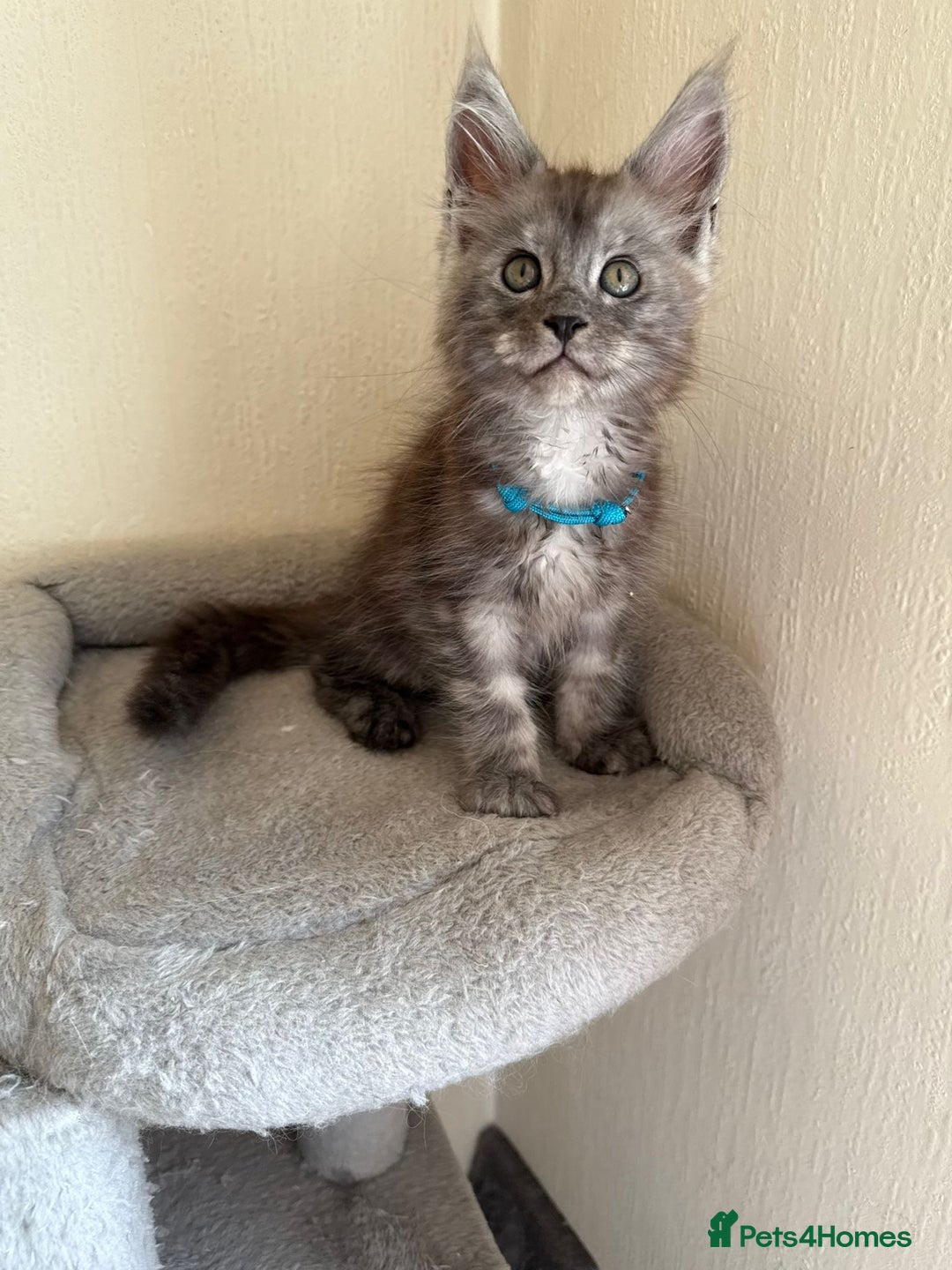 Maine Coon cats for sale: Pedigree GCCF Russian Import line Maine Coons - Image 5