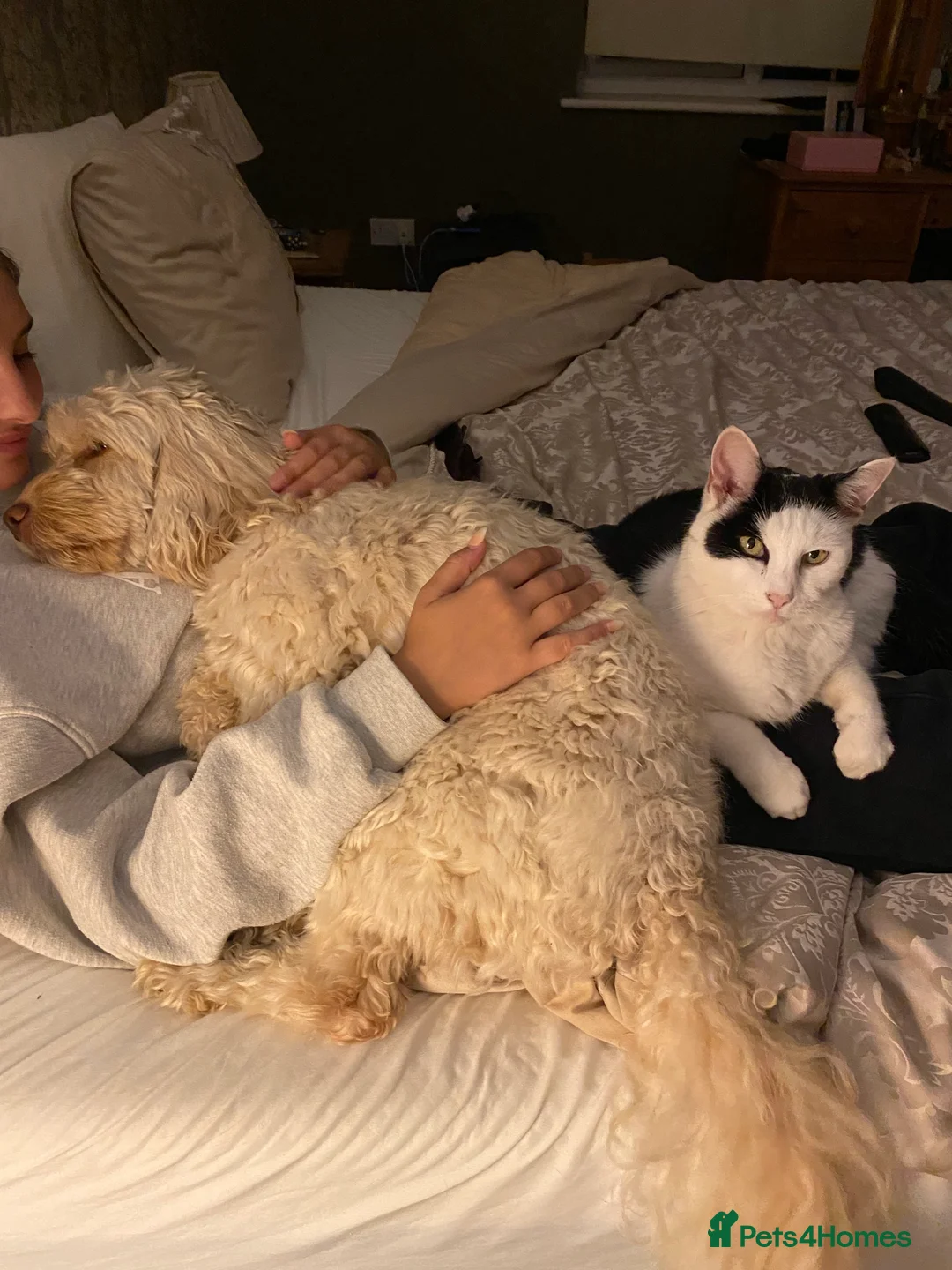 Cockapoo dogs for stud: F1 cockapoo stud health tested in Harwich - Advert 4