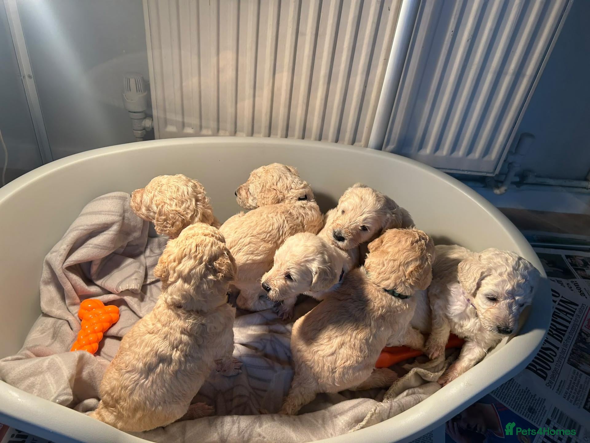 Mixed Breed dogs Saint bernadoodle / standard poodle  - Advert 19