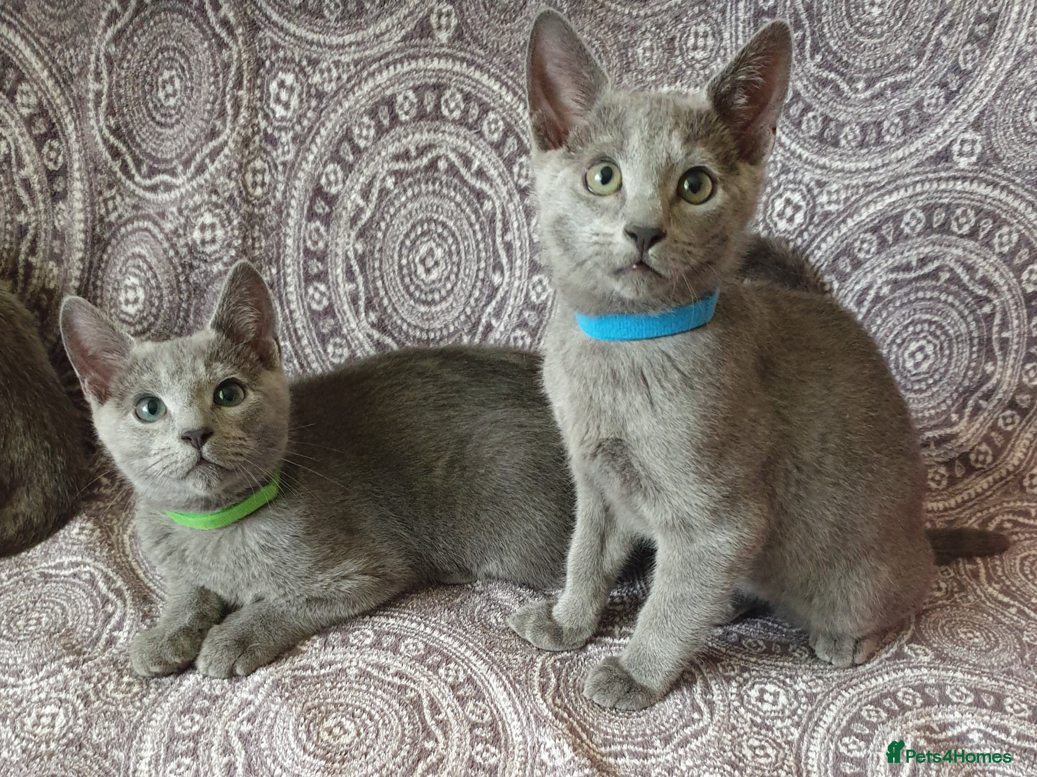 Russian Blue cats Stunning Russian Blue Kittens - Purebreed   - Advert 1