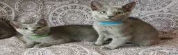 Russian Blue cats for sale: Stunning Russian Blue Kittens - Purebreed   - Advert 1