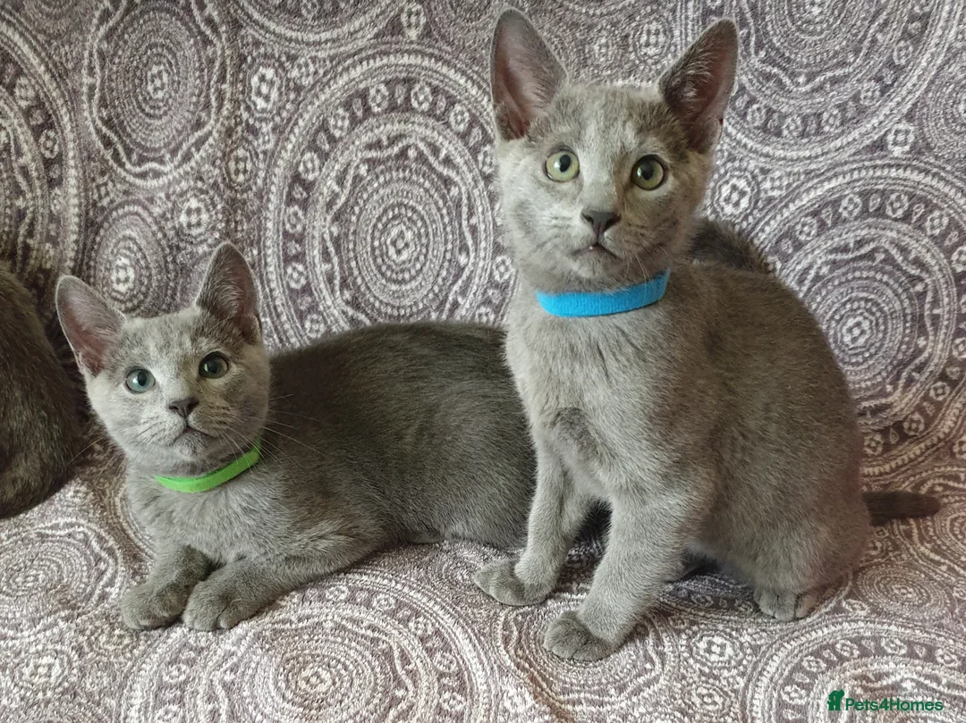 Russian Blue cats for sale: Stunning Russian Blue Kittens - Purebreed   - Advert 1