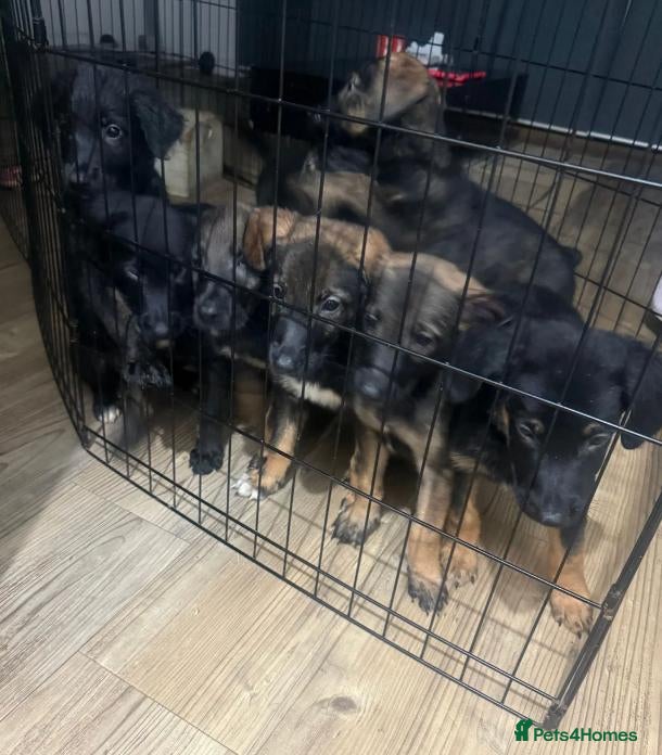 Mixed Breed dogs Puppies German Shepherd x Saluko x Dutch Harder - Advert 1