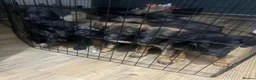 Mixed Breed dogs for sale: Puppies German Shepherd x Saluko x Dutch Harder - Advert 1